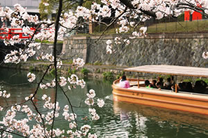 岡崎疏水の桜3