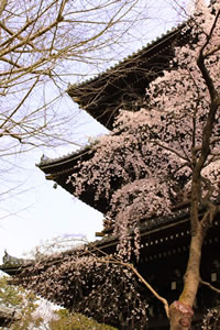 真正極楽寺の桜1