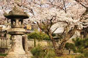 真正極楽寺の桜2