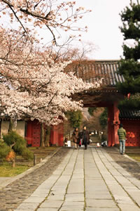 真正極楽寺の桜3