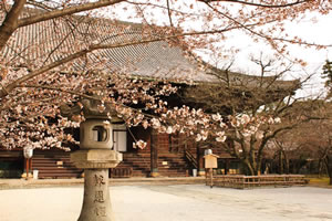 真正極楽寺の桜4