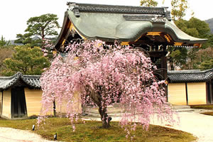 大覚寺の桜1
