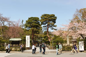 大覚寺の桜2