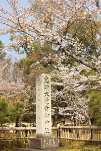大覚寺の桜3