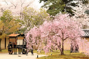 大覚寺の桜4