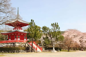 大覚寺の桜5