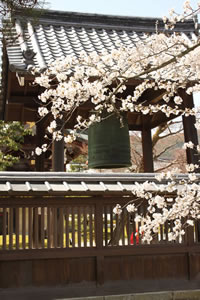 大覚寺の桜6