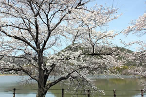 広沢池の桜1
