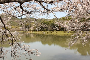 広沢池の桜2
