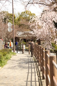 広沢池の桜3