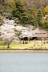 広沢池の桜4