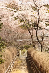 直指庵の桜1