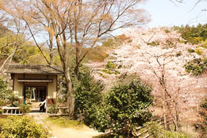 直指庵の桜2