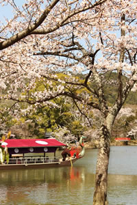 大沢池の桜1
