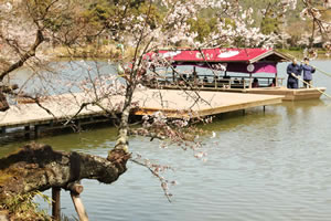 大沢池の桜2