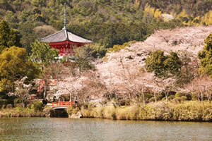 大沢池の桜3