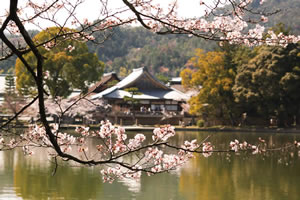 大沢池の桜4
