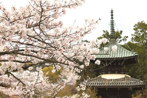 清涼寺の桜1