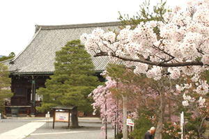 清涼寺の桜2