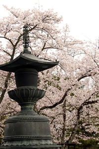 清涼寺の桜3