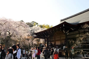 天龍寺の桜2