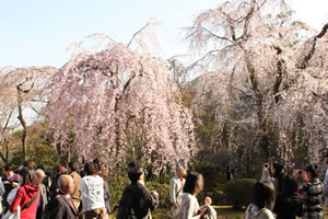 天龍寺の桜3