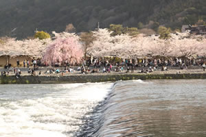 嵐山公園の桜2