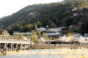 嵐山公園の桜3