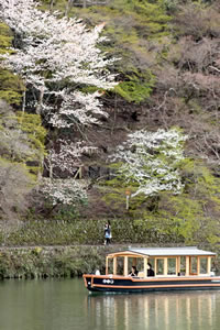 嵐山公園の桜4