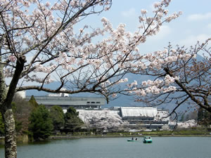 宝ケ池公園の桜1