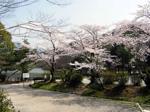 宝ケ池公園の桜2