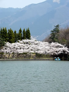 宝ケ池公園の桜3