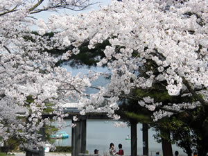 宝ケ池公園の桜4