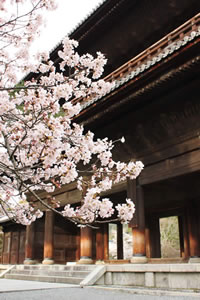 南禅寺の桜1