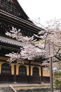 南禅寺の桜3