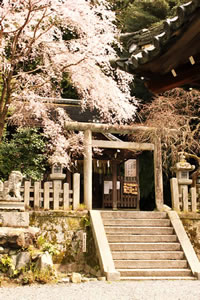 若王子神社の桜1