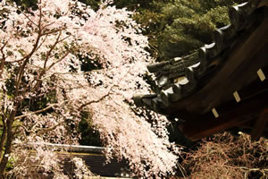若王子神社の桜2