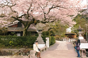 大豊神社の桜2