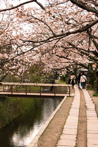 哲学の道の桜1