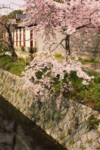 哲学の道の桜2