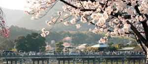桜メイン画像