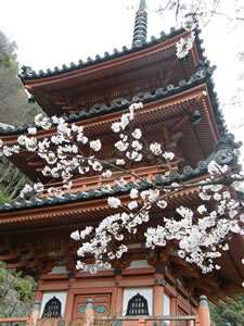 三室戸寺の桜1