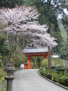 三室戸寺の桜2