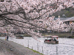 宇治公園の桜1