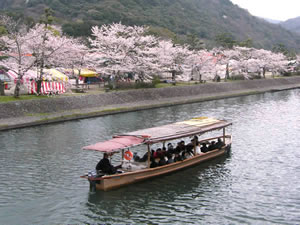 宇治公園の桜2