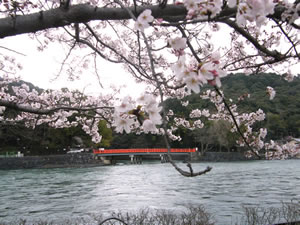 宇治公園の桜3