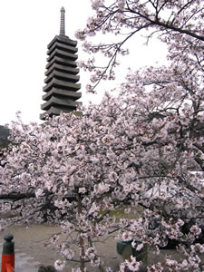 宇治公園の桜4